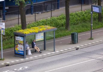 A bus stop in the Netherlands that is a haven for pollinators.