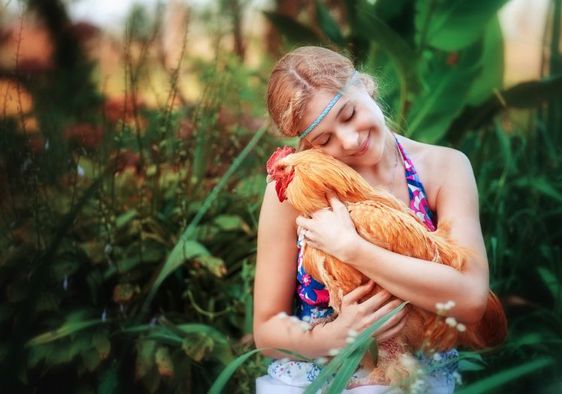 A teenage girl lovingly holds a chicken.