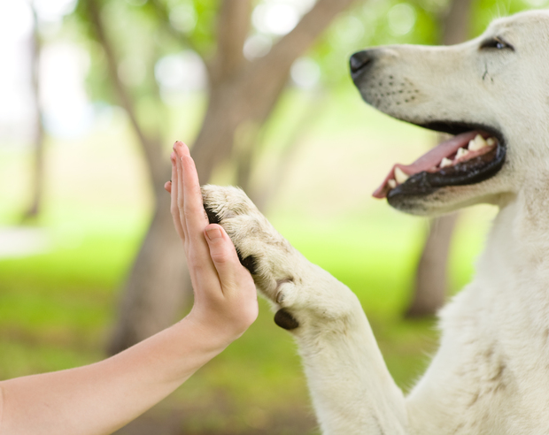 dog and person high five