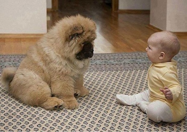 Cute photo of baby with pet dog