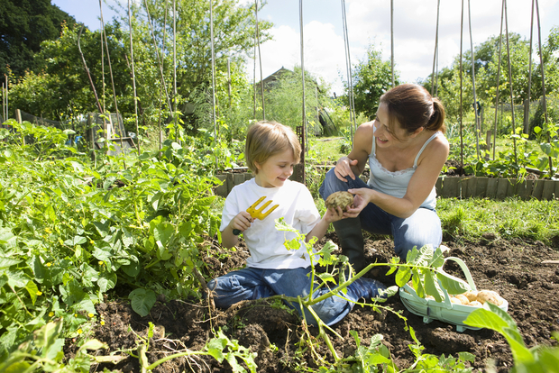 Community garden