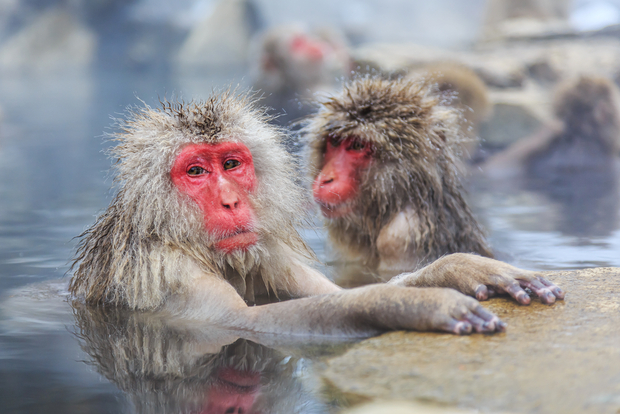A Japanese snow monkey in Jigokudani Park, Japan
