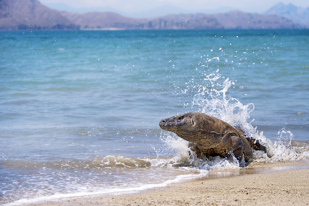 A komodo dragon in the Komodo National Park