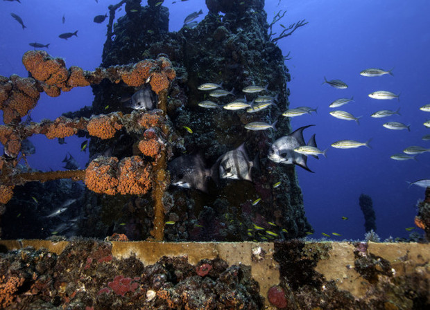 A coral encrusted shipwreck at John Pennekamp State Park