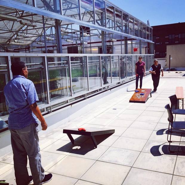 Gotham Greens team plays cornhole