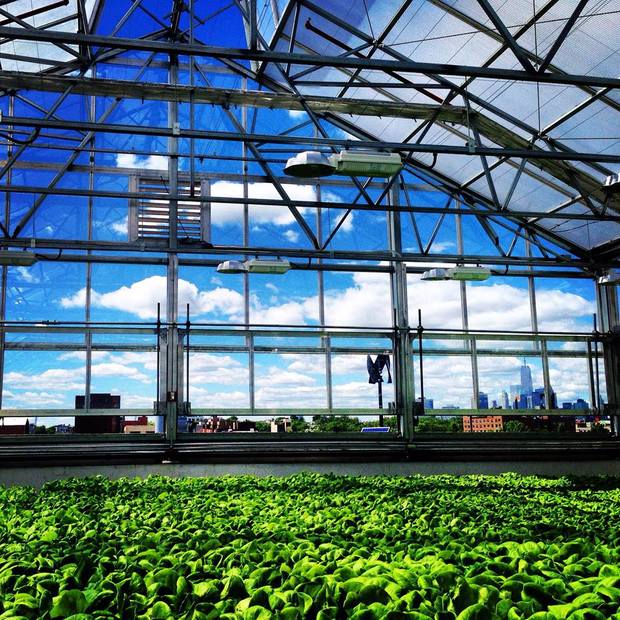 Gotham Greesn greenhouse and city skyline