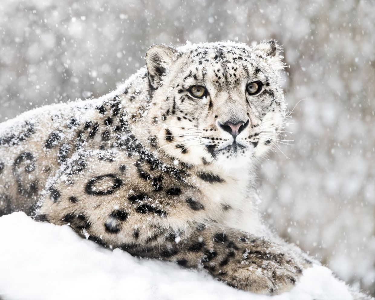 Frontal Portrait of Snow Leopard in Snow Storm