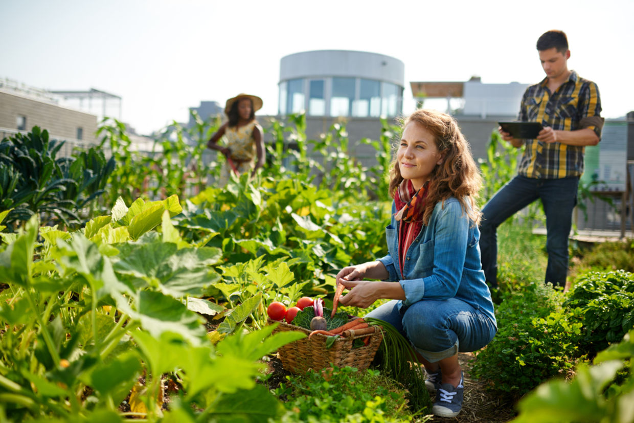 Friendly team harvesting fresh vegetables from the rooftop greenhouse garden