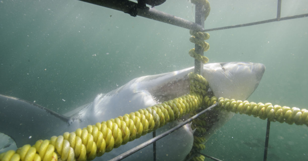 Great white shark biting the cage, False Bay, Simonstown, South Africa