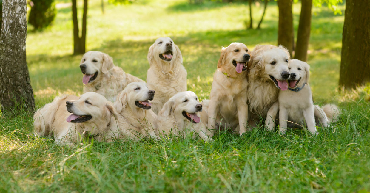The 2013 Golden Retreiver Festival in Invernes-shire