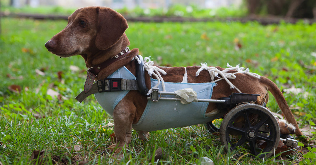 Dog with prosthetic legs