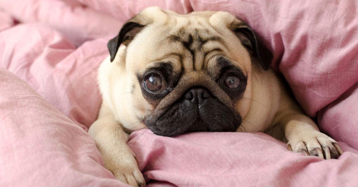 Pug wrapped in blanket