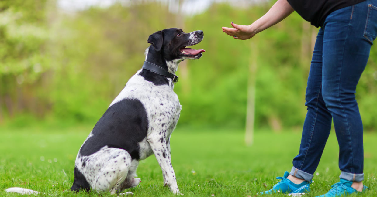 Dog sitting obediently