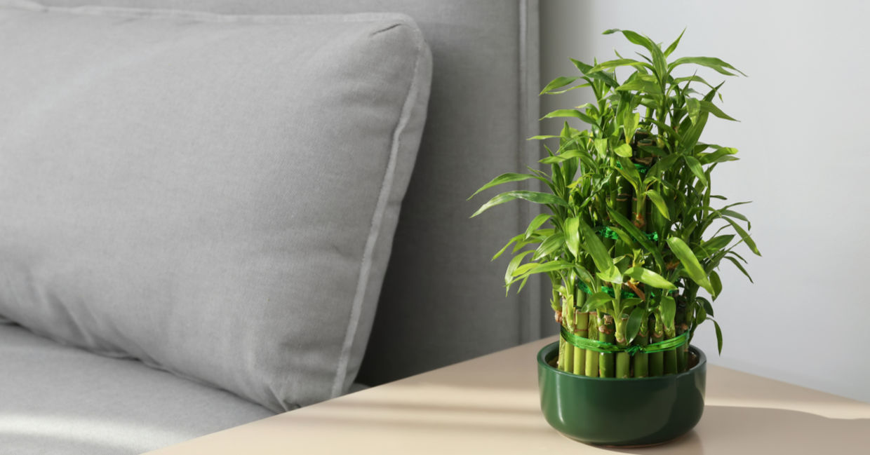 Bamboo palms are the perfect size for apartments. (Shutterstock)