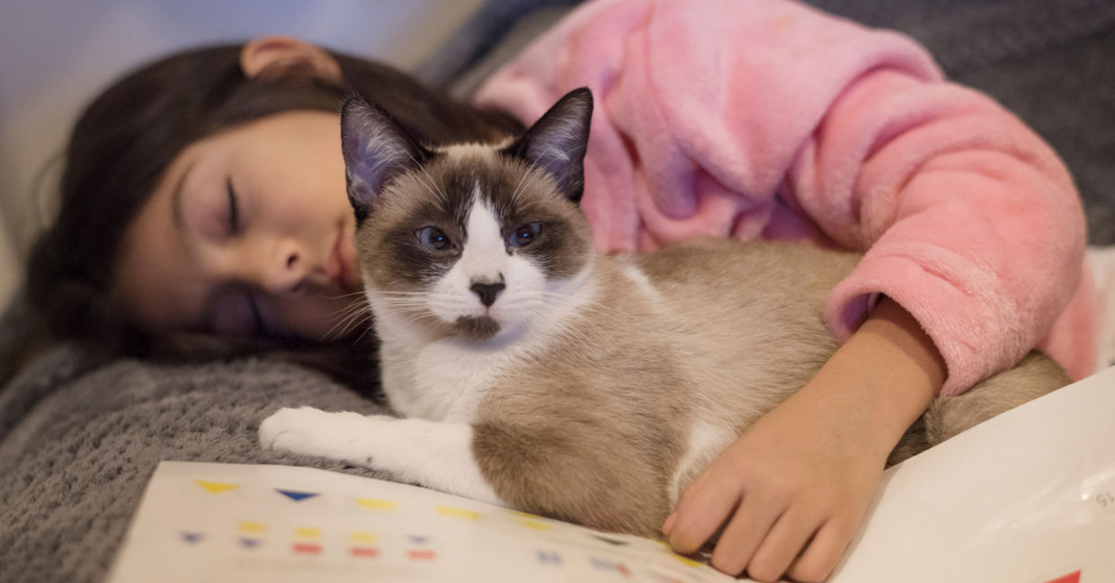 cat benefits - benefits of having a cat