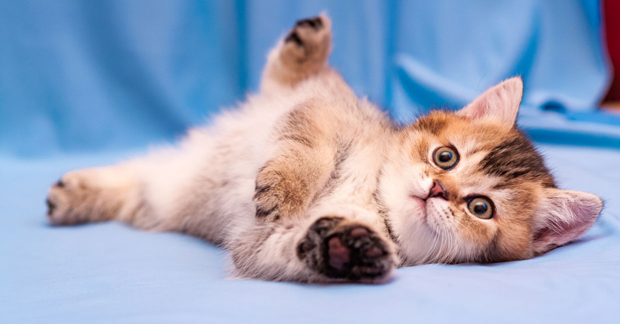 cat benefits - benefits of having a cat