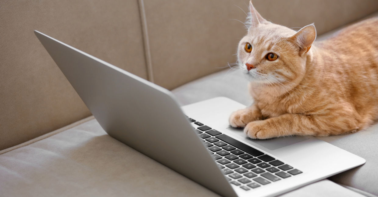 cat benefits - benefits of having a cat