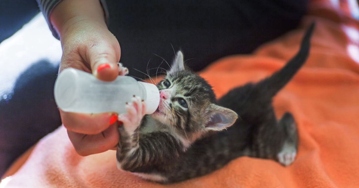 Each year, thousands of pets left without homes for various reasons and taken in by animal shelters.