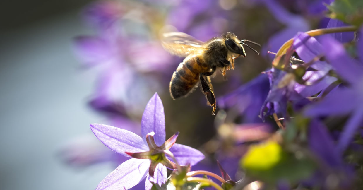 bee on a wildflower