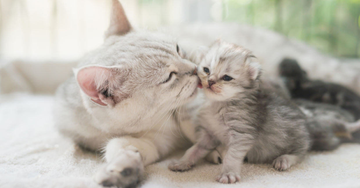 A cat and newborn kitten curl up together