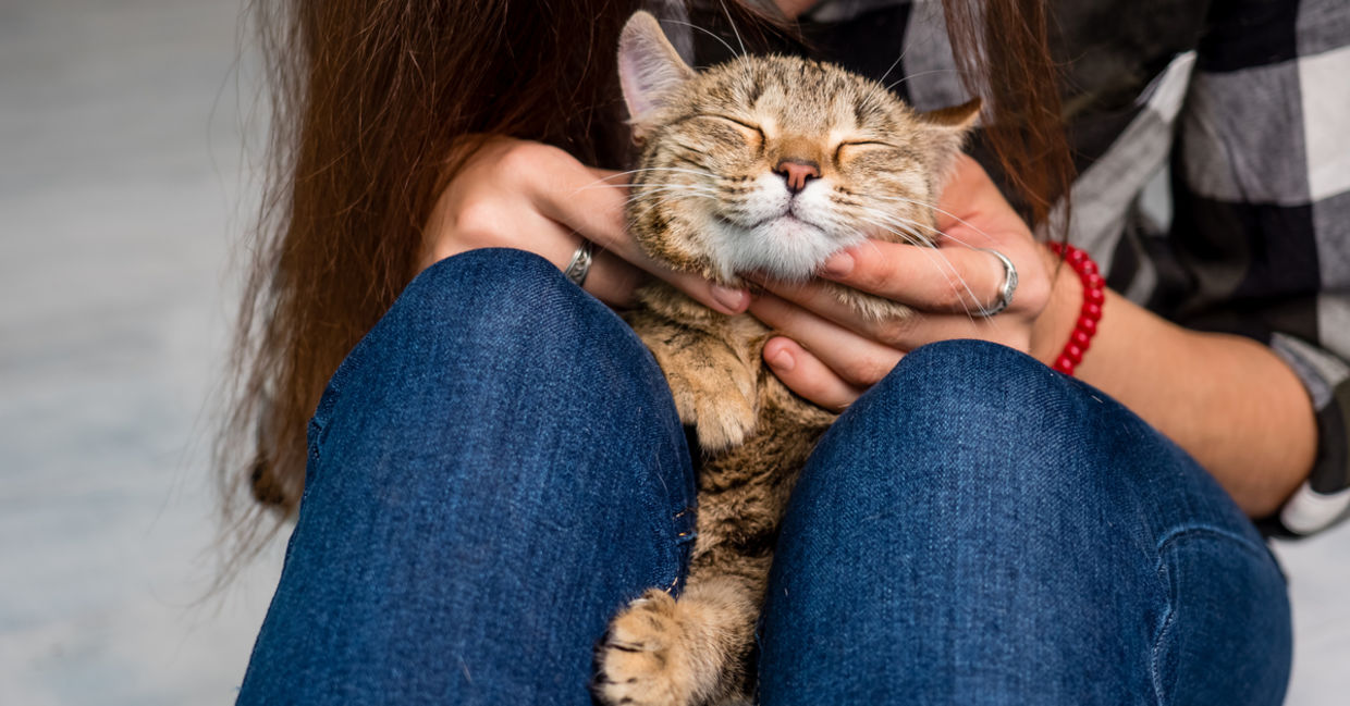 A cat rests its body on its owners lap, its head peeks out above the knees