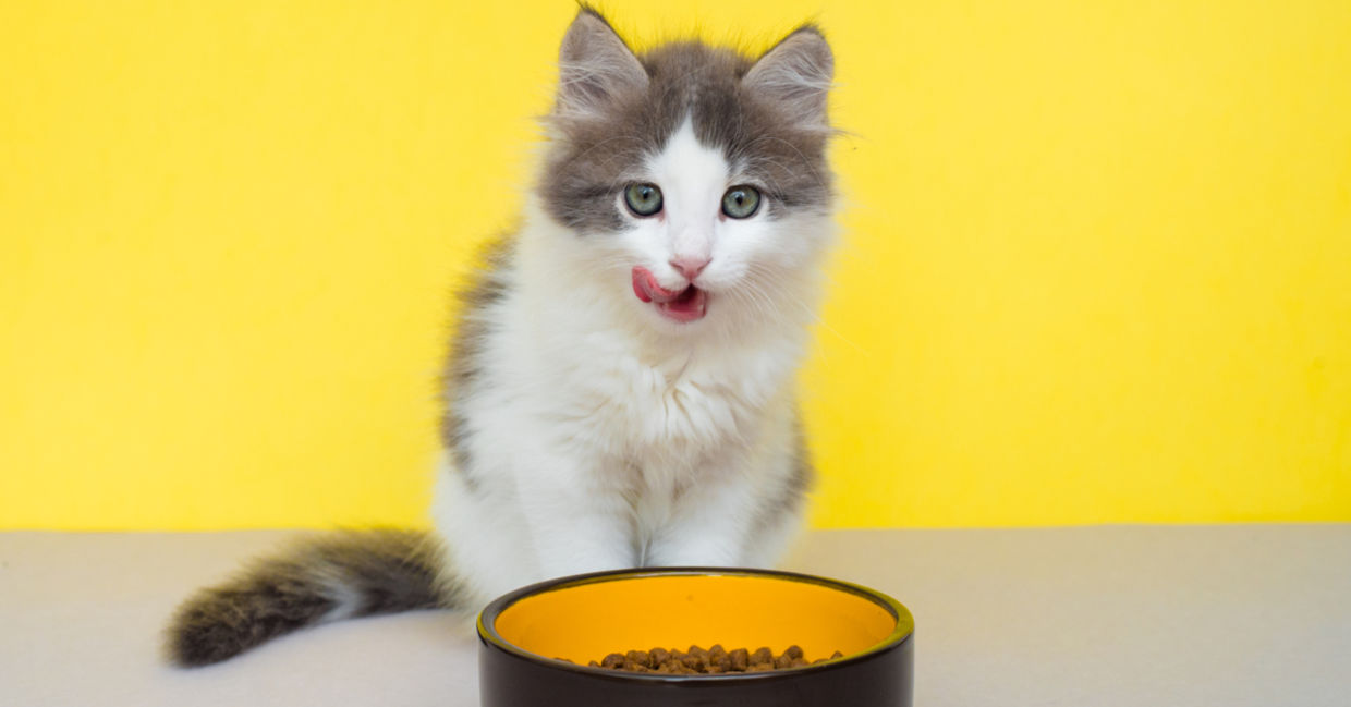 Cat licking its nose after drinking water