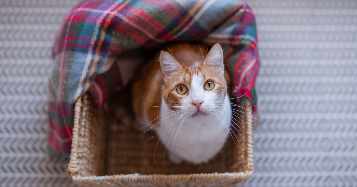 A beautiful cat in a box looking up at the camera.
