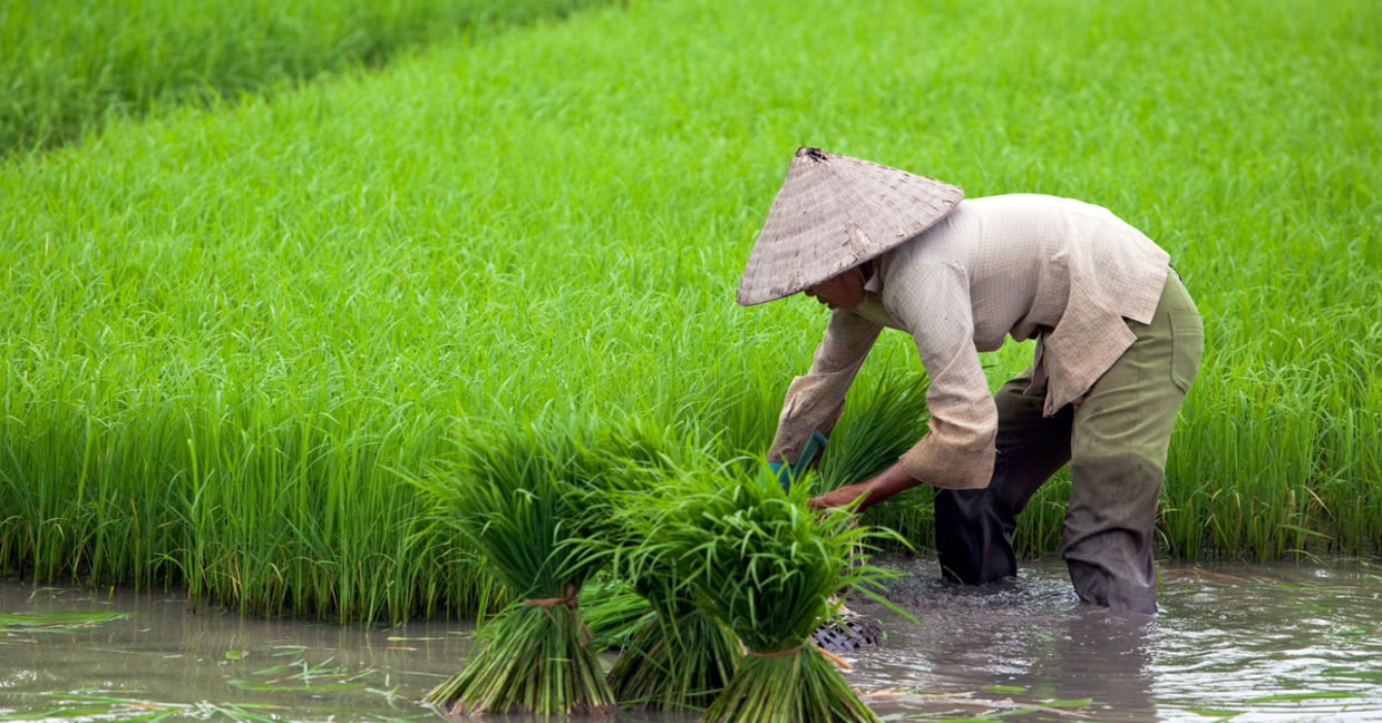 rice paddy