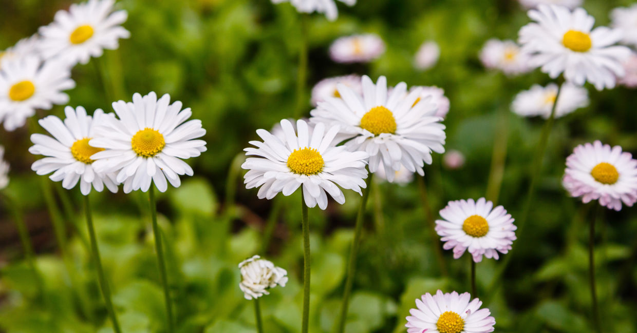 Daisies stand in the grass against a backdrop of a blue heaven with clouds