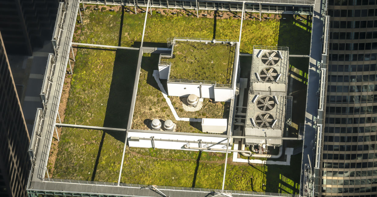 Chicago's City Hall building  green roof.