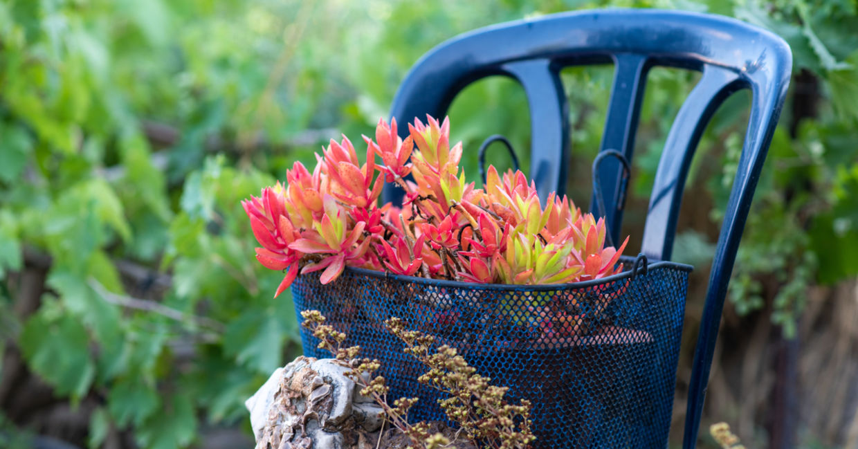 Old recycled chairs are being used as flowerpots.