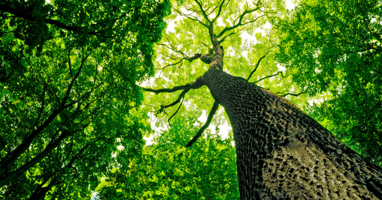 Beautiful tree with the sun shining through the canopy of leaves