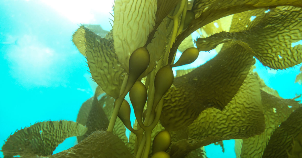 Kelp plant floating underwater.