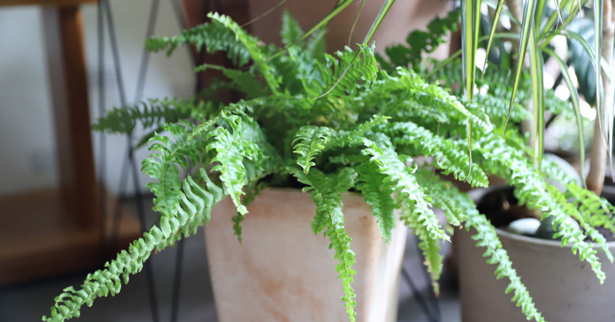 Boston fern houseplants are safe for cats and dogs.