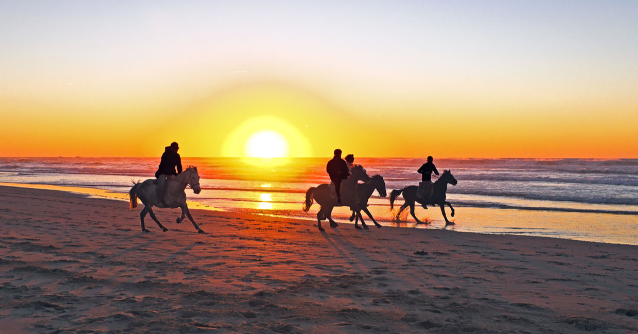 Horses at sunset