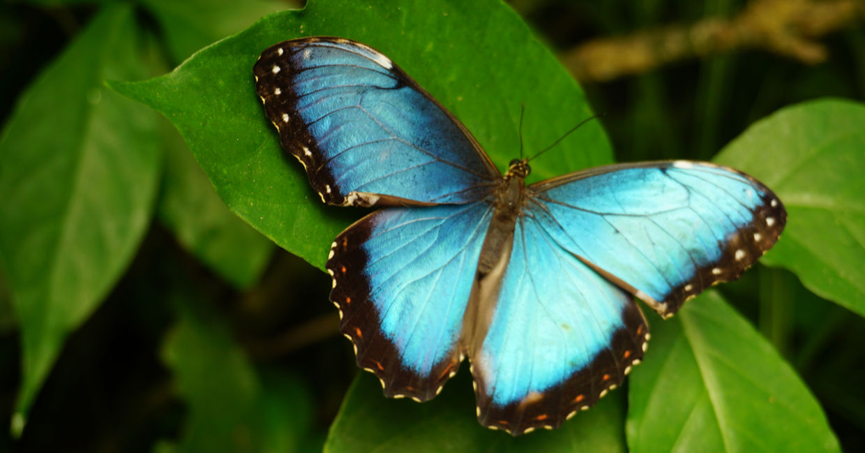 Embrace change like this butterfly.