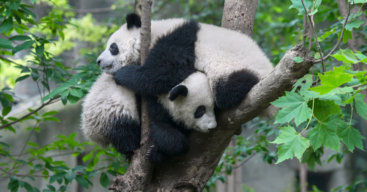Two pandas hugging in a tree
