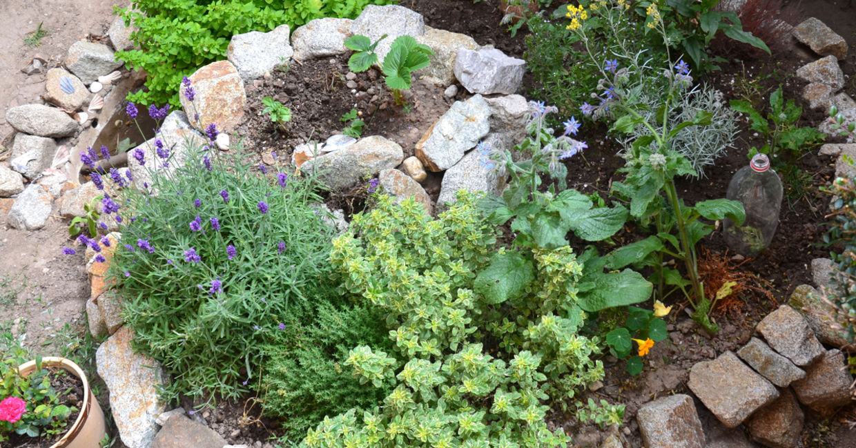 Backyard landscaping that uses native plants.