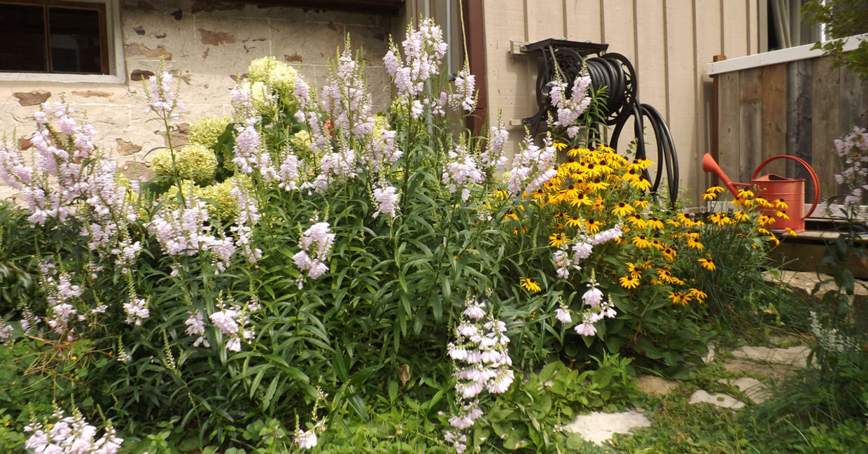 Using native plants is a great backyard idea.