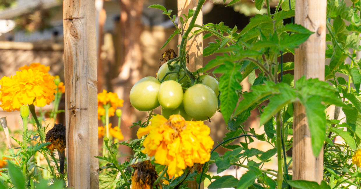 Backyard ideas include companion planting.