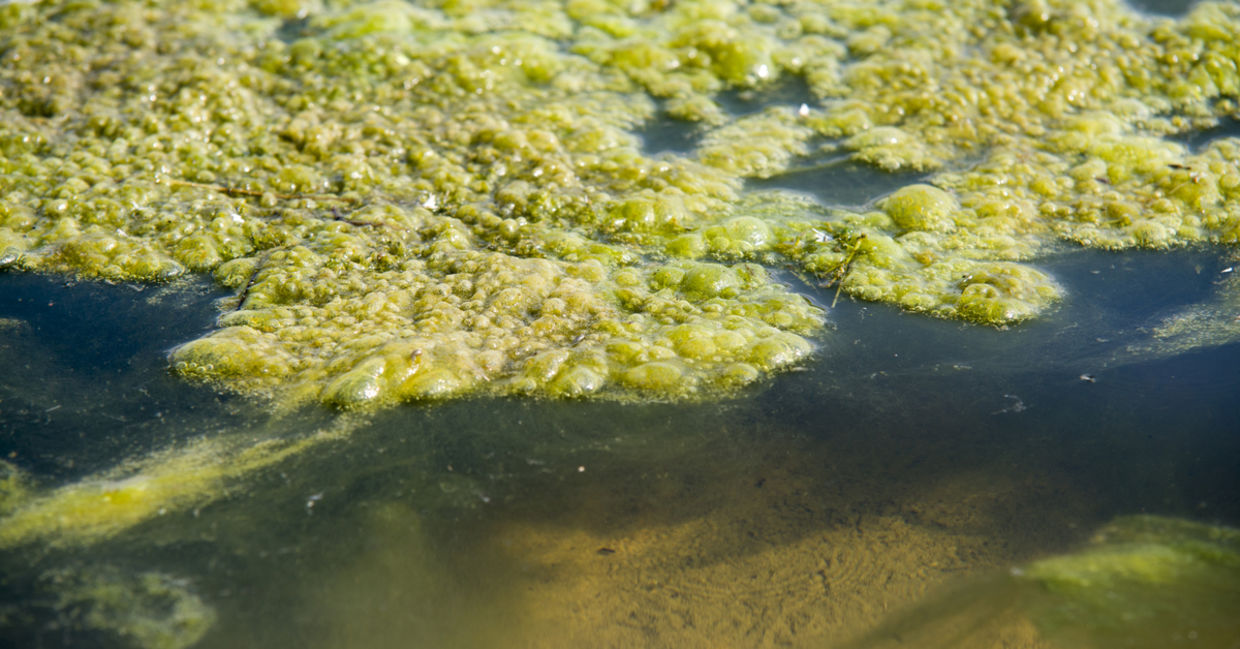 algae in water