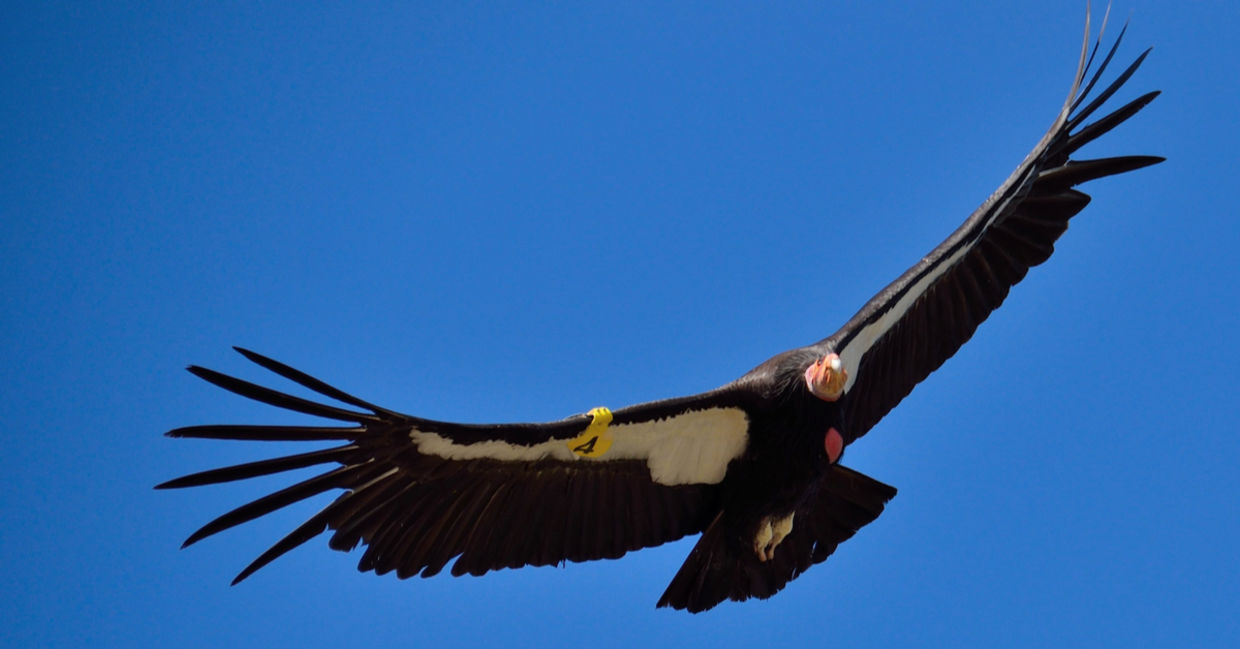A rare California condor in flight