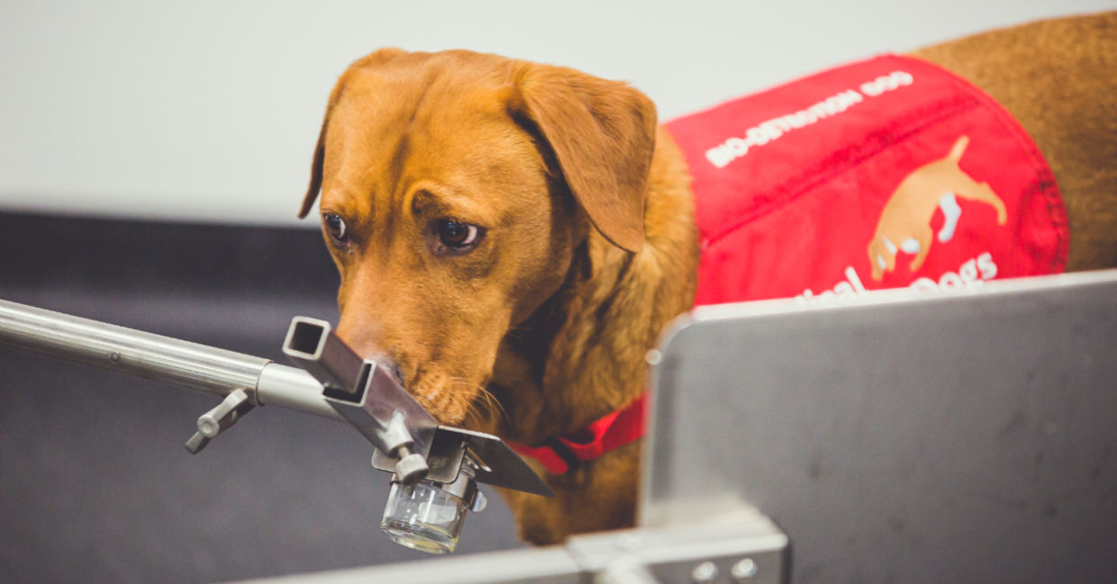 Disease detection dog sniffing for prostate cancer.