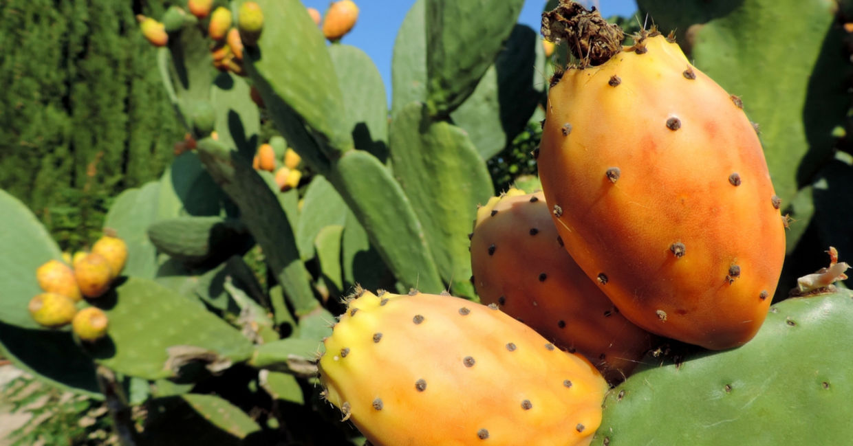 The cactus pair may become a new superfood crop.