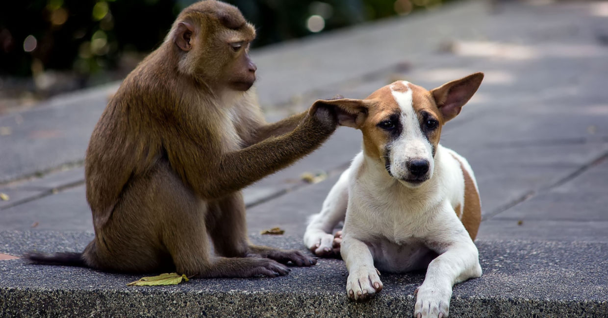 monkey and dog friends