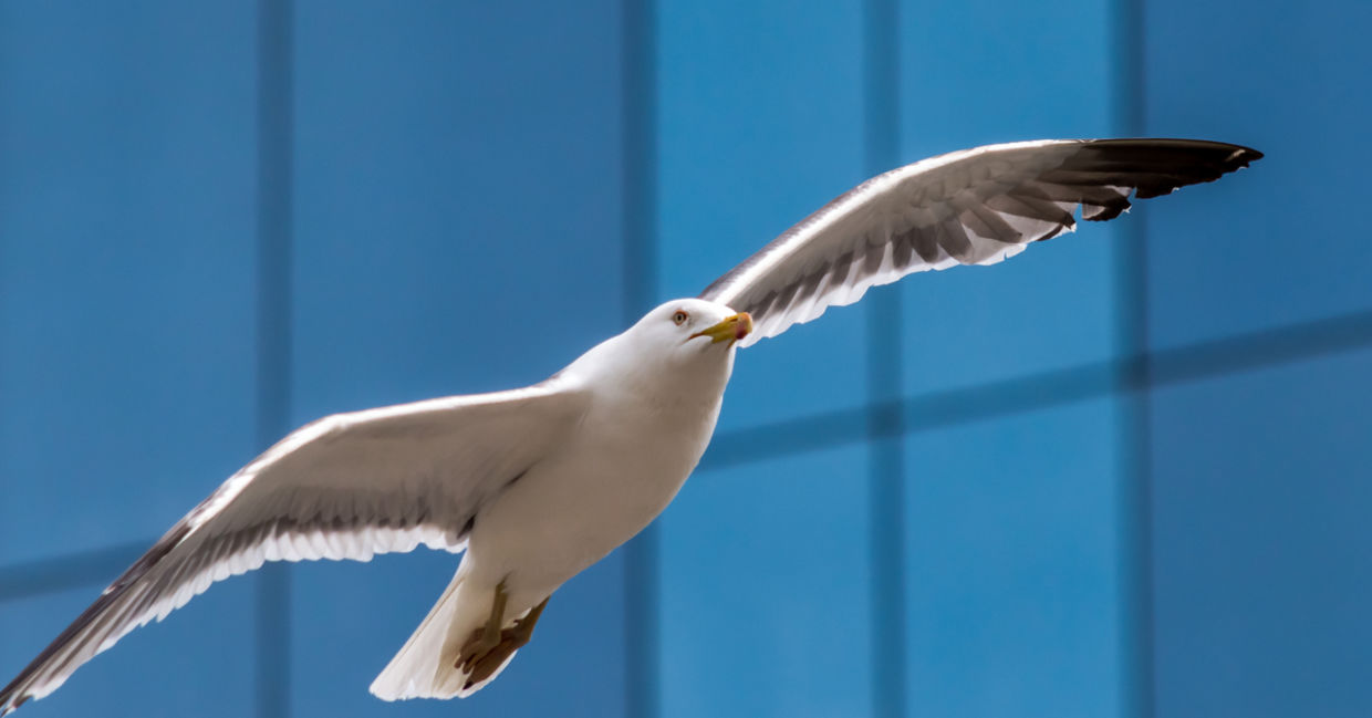 Glass building design tweaks can delight ornithologists, turning any city into a bird sanctuary