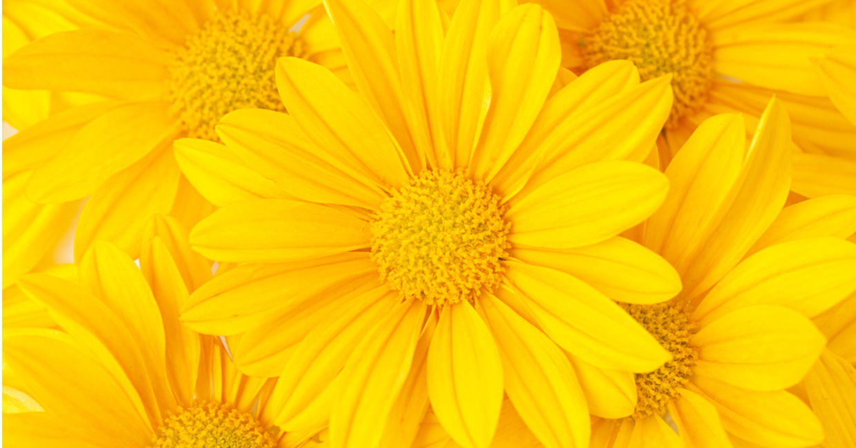 Yellow flowers will perk up your mood.