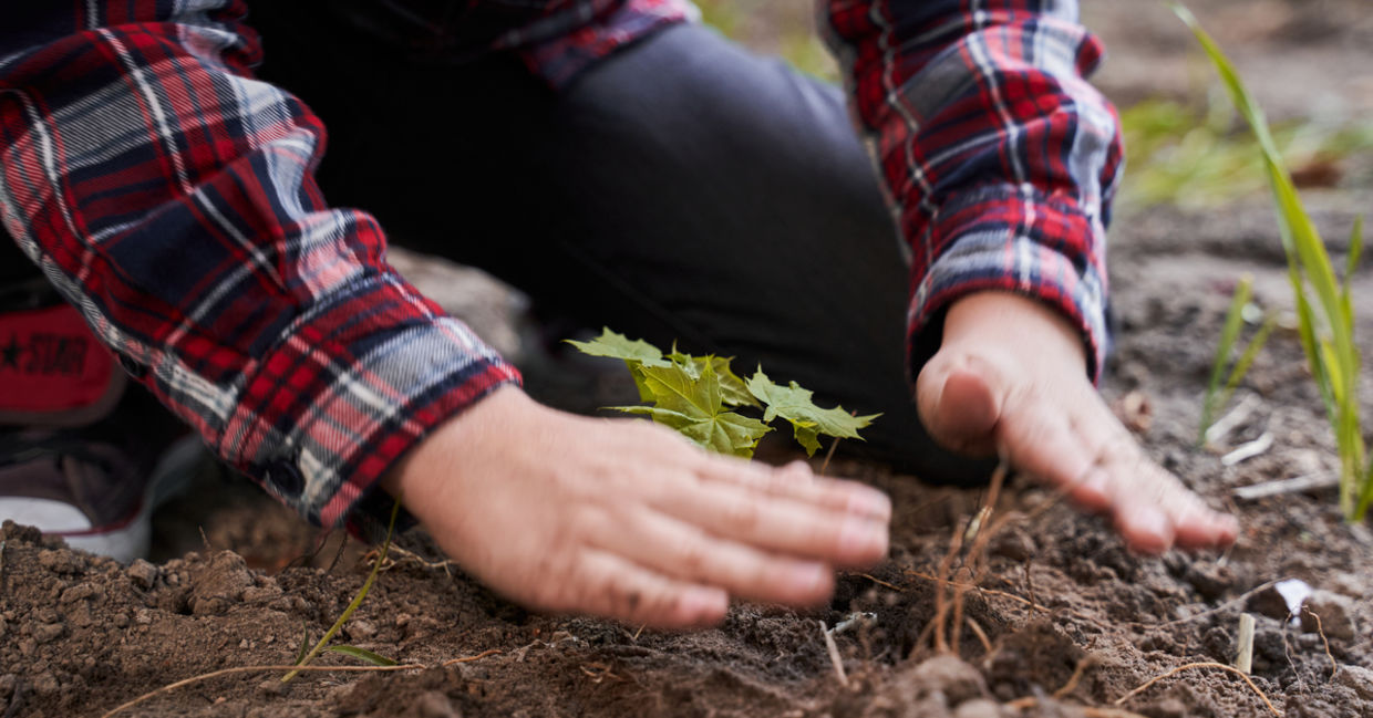 Youngster planting