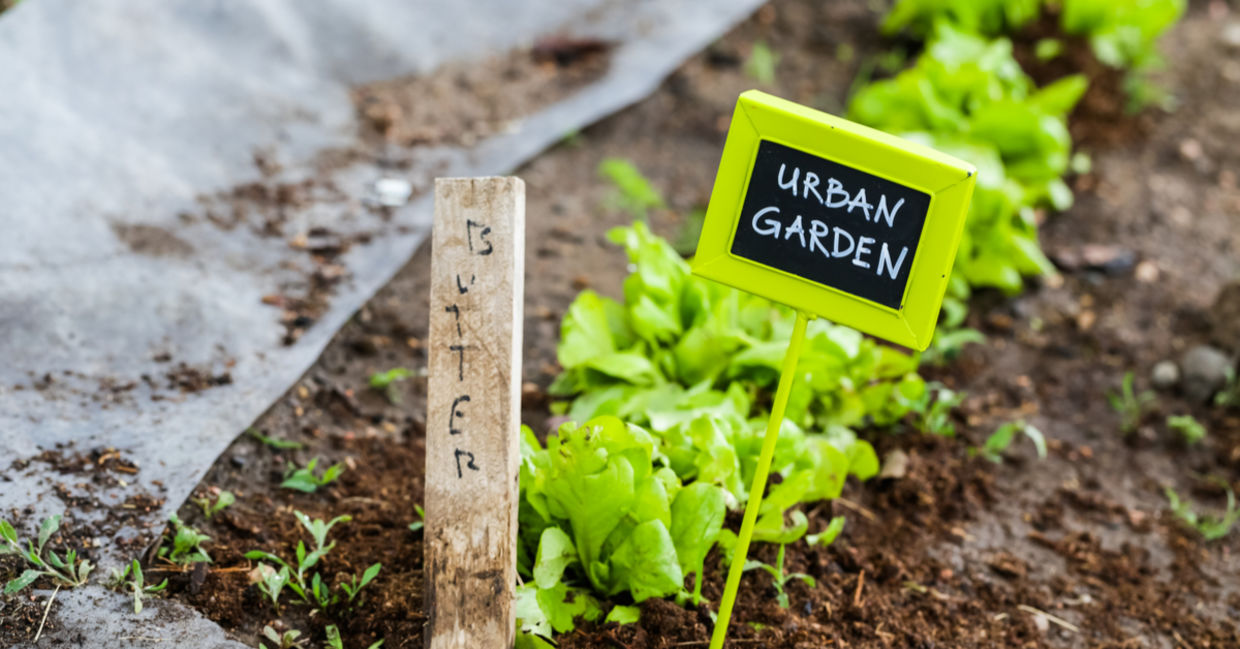Urban farming on a small plot