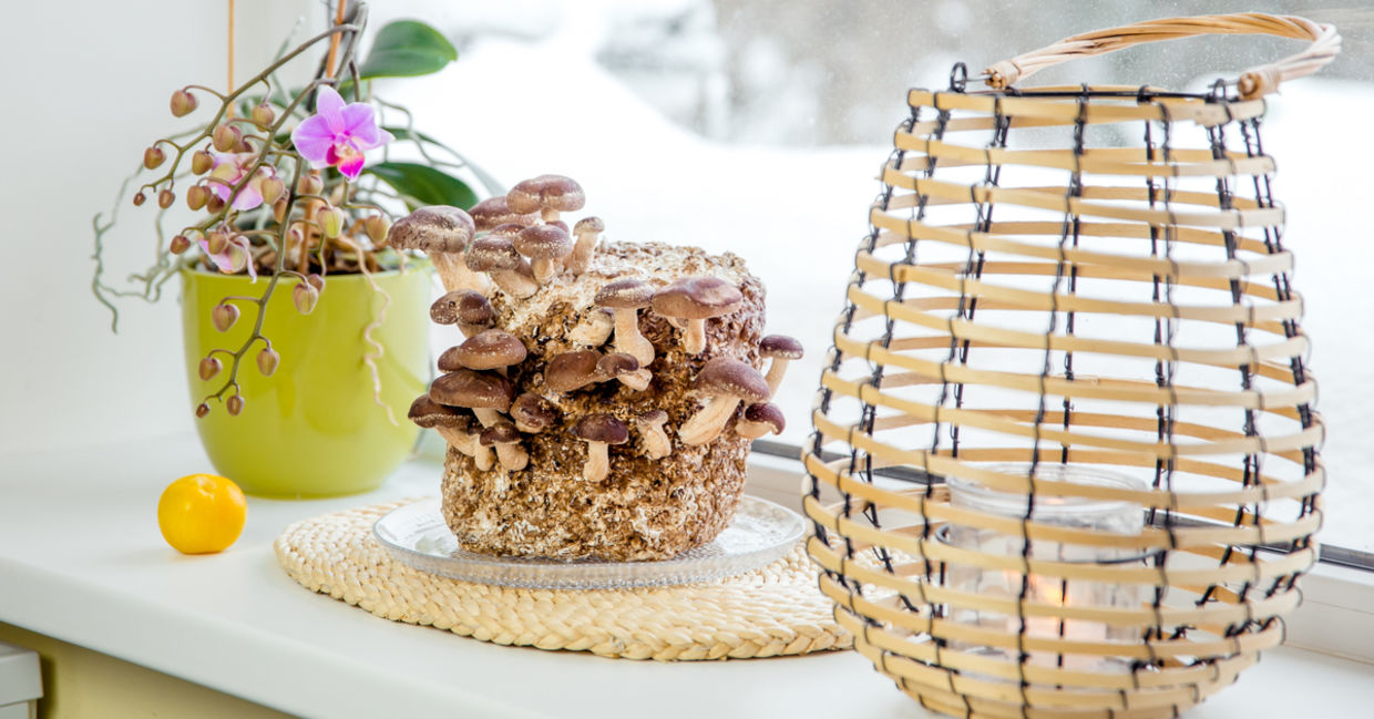 Mushroom growing on windowsill in urban farming